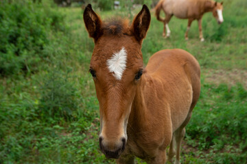 Fototapeta na wymiar pequeño caballo marron con mancha blanca