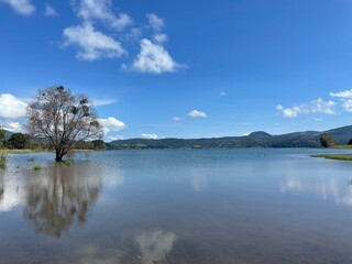 lake and trees