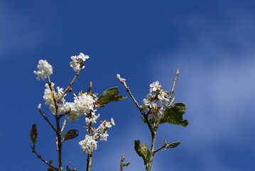 Silver osmanthus flowers. Oleaceae evergreen tree. Small white fragrant flowers bloom from September to October. 