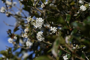 Silver osmanthus flowers. Oleaceae evergreen tree. Small white fragrant flowers bloom from September to October. 
