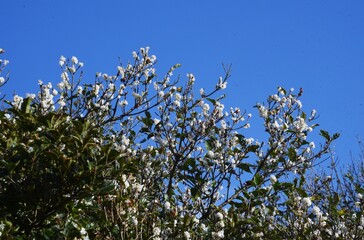 Silver osmanthus flowers. Oleaceae evergreen tree. Small white fragrant flowers bloom from September to October. 