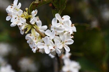 Silver osmanthus flowers. Oleaceae evergreen tree. Small white fragrant flowers bloom from September to October. 