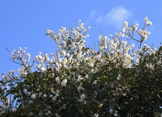 Silver osmanthus flowers. Oleaceae evergreen tree. Small white fragrant flowers bloom from September to October. 