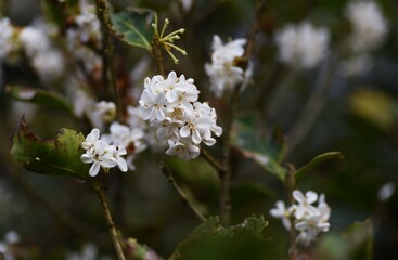 Silver osmanthus flowers. Oleaceae evergreen tree. Small white fragrant flowers bloom from September to October. 