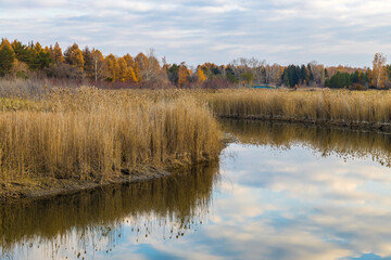 A view from the river to the thickets of reeds along the shore to the bridge and the autumn forest in the nature park. The sky with clouds is reflected in the calm river water. 