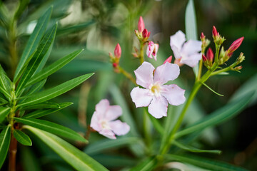 Fototapeta premium 薄ピンクの花