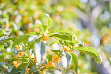 晴れた日のキンモクセイ