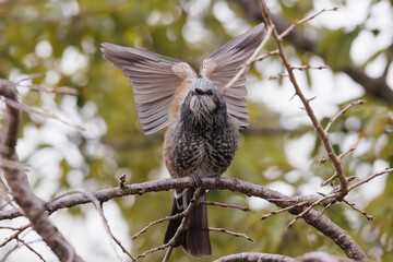 羽根を上に広げるヒヨドリ