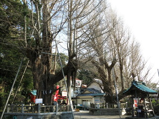 三浦市の海南神社にある御神木（雌雄の大公孫樹）　Kainan Shrine