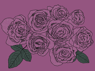 バラの花赤紫背景