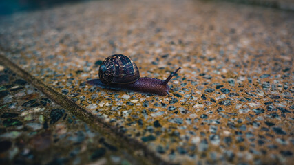 snail