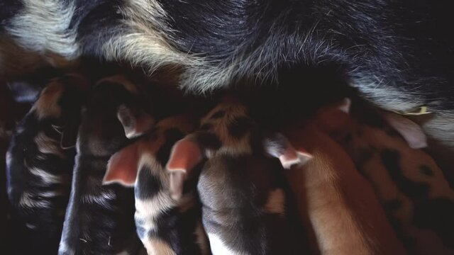 overhead wide angle shot of baby pigs nursing in barn