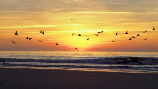 ultra colorful sunrise on the beach with silhouettes of seagulls flying and landing in frame