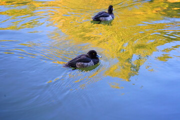 東京練馬区武蔵関公園のカモ
