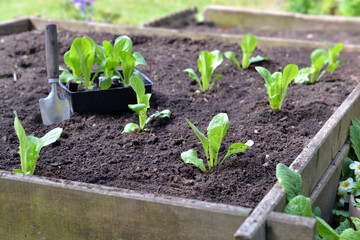  seedling of lettuce and planting in the soil of a square garden  with a shovel