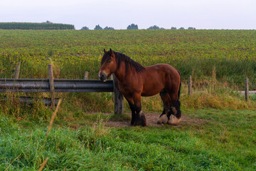 Naklejka premium farm horse in the meadow
