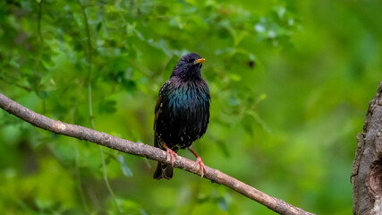 Star - Starling