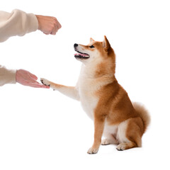 Shiba inu dog gives the mistress a paw
