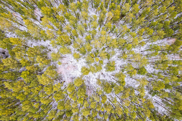 Aerial view of a winter pine forest. Top view of snow-covered pine trees. Beautiful winter forest landscape.
