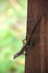 A small lizard sitting upside down on a wooden vertical wall