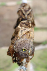 A group of brown owls, sitting in a line with a focus on the first owl