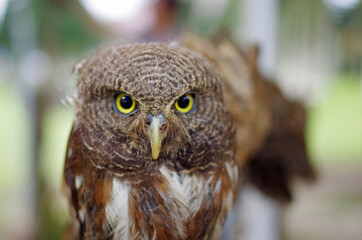 A portrait of a yellow-eyed owl, looking into the camera