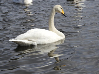 Fototapeta premium 白鳥