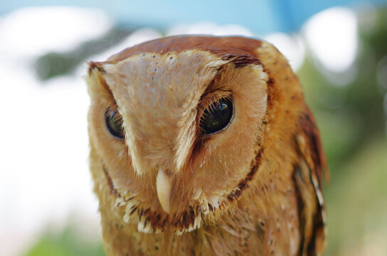 A portrait of an Oriental bay owl, looking into the camera