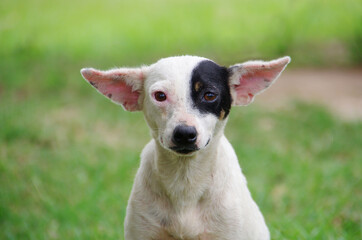 A portrait of a white puppy sitting and looking into the camera