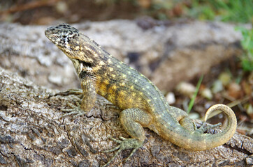 A big green lizard with curved tail