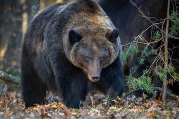 Naklejka na ściany i meble Bear in autumn forest. Ursus arctos, fall colours. Dangerous animal in natural habitat