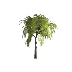 Green tree on white willow background © karolinaklink