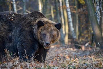 Obraz na płótnie Canvas Bear in autumn forest. Ursus arctos, fall colours. Dangerous animal in natural habitat