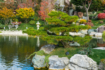 Mountain pine bonsai on an island in a pond against the backdrop of a garden with a Japanese-style waterfall in autumn