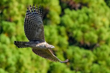 グリーンバックに悠然と飛ぶクマタカ幼鳥