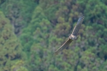 クマタカ成鳥の旋回シーン