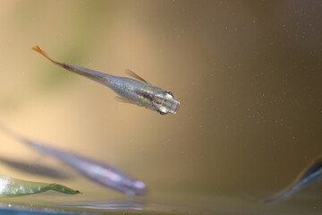 Japanese aquarium colorful Killifish “Medaka” . 透明な水槽の中を泳ぐ金銀色のヒカリ体形のメダカを真上から撮った写真。	