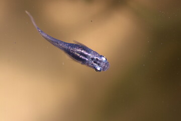 Japanese aquarium colorful Killifish “Medaka” . 透明な水槽の中を泳ぐコバルト色に輝くメダカを真上から撮った写真。 