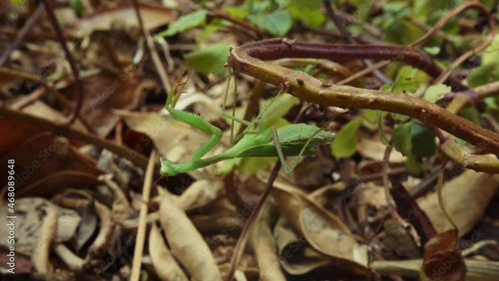Poster praying mantis hanging upside down from branch turning around in the forest. close up static shot