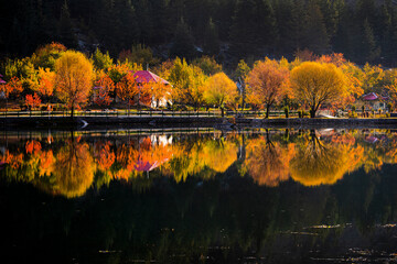 beautiful autumn landscape with fall colours trees and  reflection in still water in dark background, autumn trees glow in the dark background 