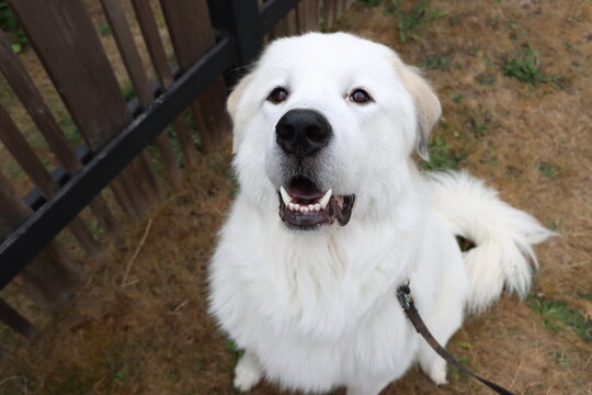 Great Pyrenees dog