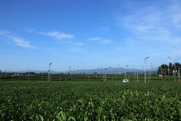 狭山茶畑の風景