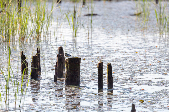 รูปภาพWagtail – เลือกดูภาพถ่ายสต็อก เวกเตอร์ และวิดีโอ42,125 | Adobe Stock