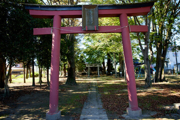 Naklejka premium 日本の神社の鳥居と新緑