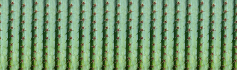 panoramic cactus pattern for background