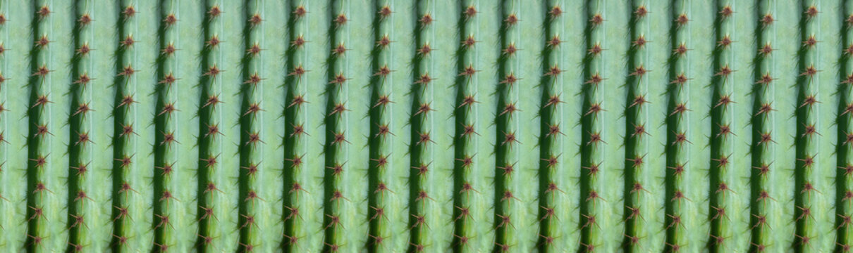 panoramic cactus pattern for background