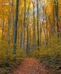 Fototapeta premium Beautiful autumn in a forest
