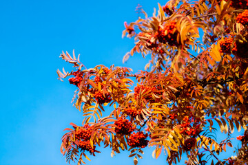 Mountain ash autumn leaves. Red rowan berries on a blue sky background.