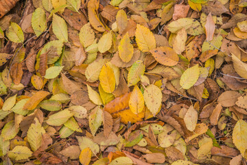 autumn leaves background
