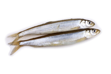Smelt fish